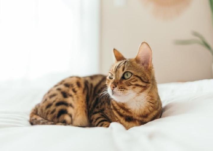 Tips Memelihara Kucing Peliharaan agar Panjang Umur