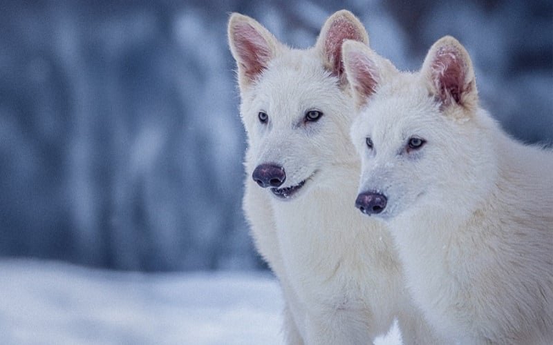 Punah 12.500 Tahun Lalu, Serigala Dire Wolf yang Terkenal di Game of Thrones Dihidupkan Kembali