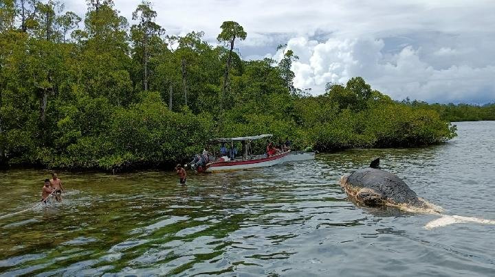 Dosen IPB Sebut Tambang Nikel Ancam Paus Sperma di Raja Ampat