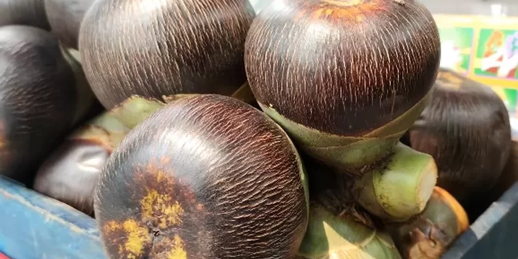 Apa Saja Khasiat Buah Lontar? Simak Penjelasannya Disini