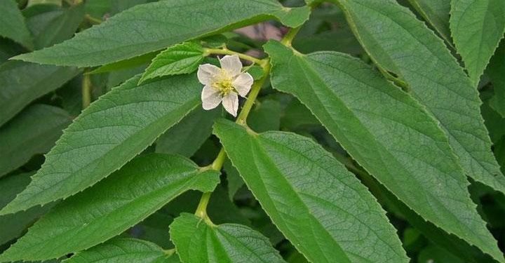 Langkah Mudah Menurunkan Asam Urat: Cara Rebus Daun Kersen