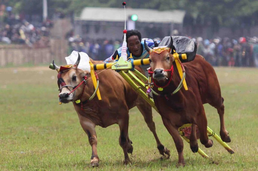 Lestarikan Warisan Budaya, Pemkab Sumenep Gelar Karapan Sapi Bupati Cup 2025