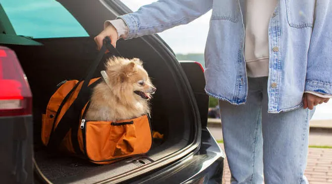 5 Tips Mudik Aman Membawa Hewan Peliharaan yang Wajib Diketahui