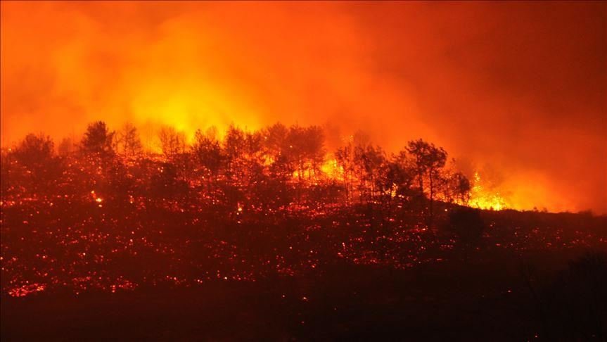Kebakaran Hutan di Provinsi Izmir, Turki